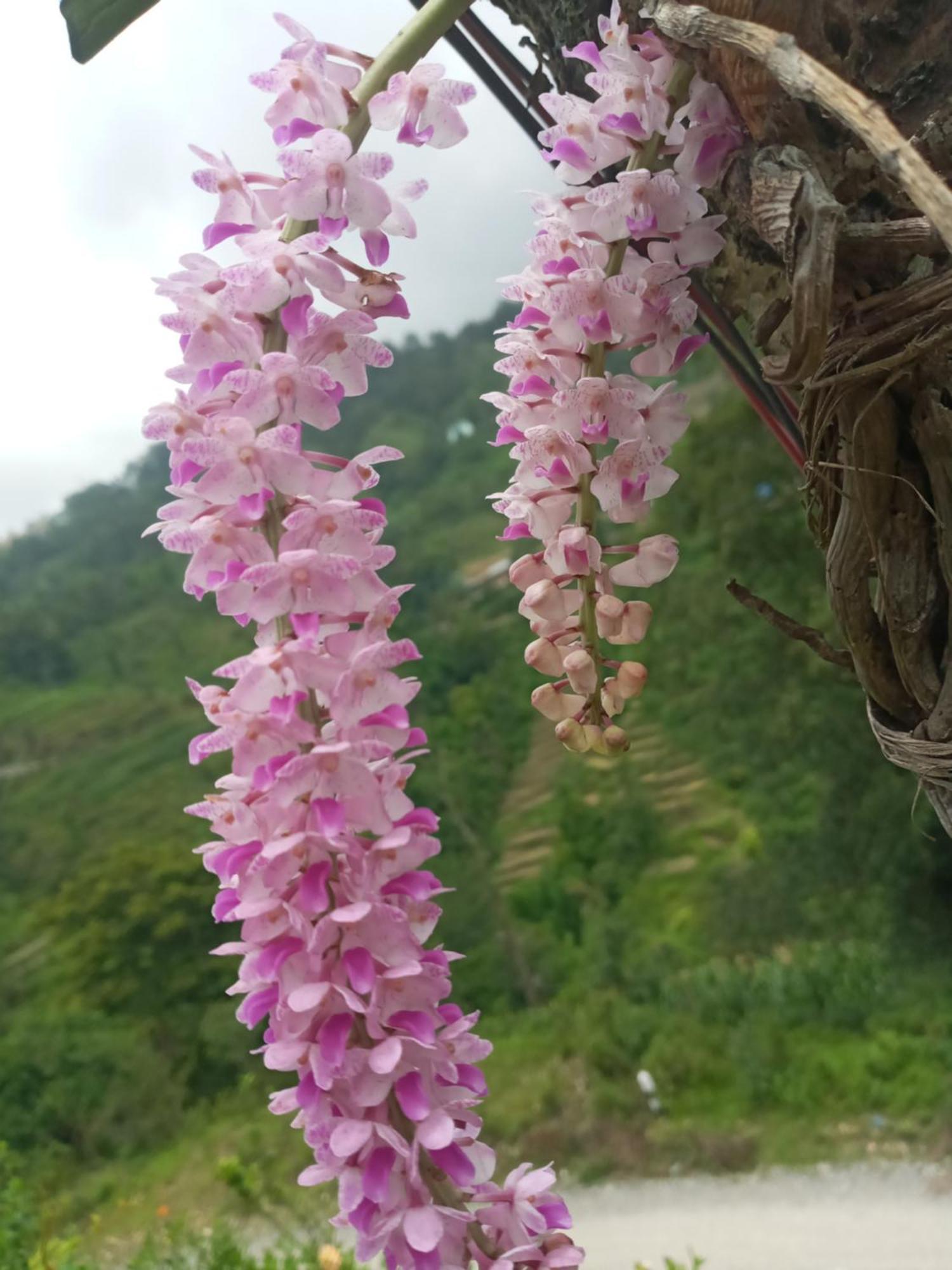Unique Point Home Stay 나가르코트 외부 사진